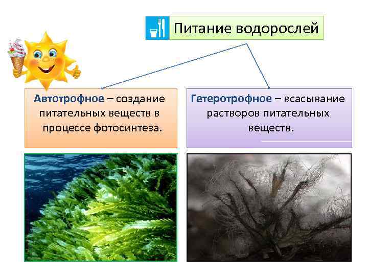 виды питания