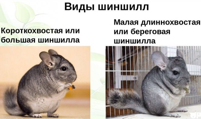 Виды шиншилл