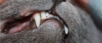 Виды язв у кошки