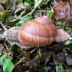 виноградная улитка, раковина виноградной улитки, нога виноградной улитки