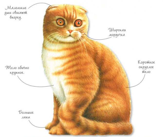 Внешние признаки вислоухих котов