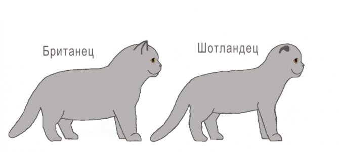 Внешние различия британской и шотландской кошки