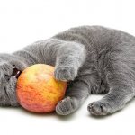 Внешность вислоухого кота