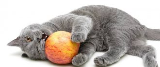 Внешность вислоухого кота