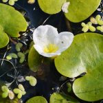 Водокрас лягушачий фото