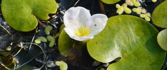 Водокрас лягушачий фото