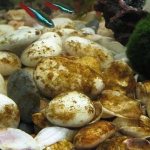 Водоросли в аквариуме: список названий (какие бывают), борьба в аквариуме, как выглядят, фото, виды, если появились волосы как избавиться