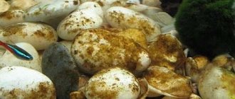 Водоросли в аквариуме: список названий (какие бывают), борьба в аквариуме, как выглядят, фото, виды, если появились волосы как избавиться