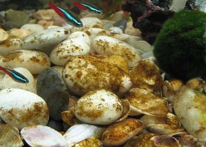 Водоросли в аквариуме: список названий (какие бывают), борьба в аквариуме, как выглядят, фото, виды, если появились волосы как избавиться