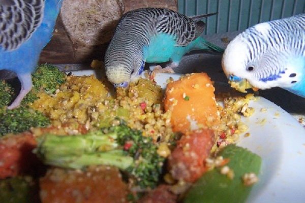 Волнистые попугаи кушают кашу с овощами