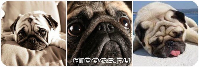 Воспитание мопса, что нужно знать, дрессировка собаки с чего начать, обучение командам, обучение собаки дома, самостоятельно.