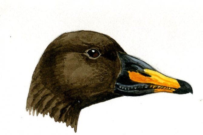 восточный тундровый гуменник (A. f. serrirostris)