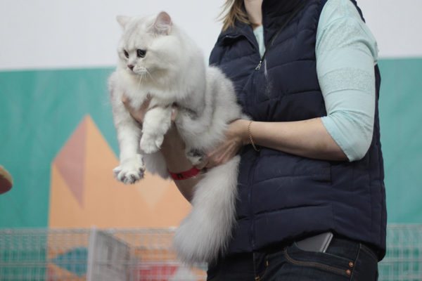 Вот как надо держать кота