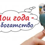 возраст волнистого попугая 6