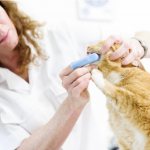 Врач чистит зубы кошке