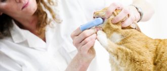 Врач чистит зубы кошке
