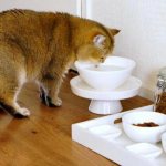 вреден ли сухой корм для кошек роял канин