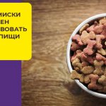 Все, что важно знать о кормлении немецкой овчарки