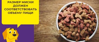Все, что важно знать о кормлении немецкой овчарки