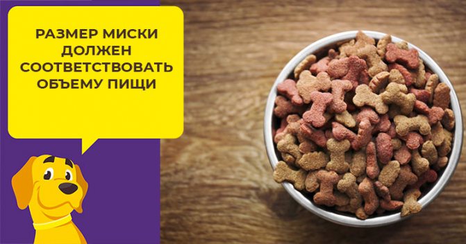 Все, что важно знать о кормлении немецкой овчарки