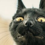 Все эти запахи отпугивают кошек и котов