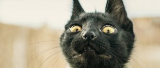 Все эти запахи отпугивают кошек и котов