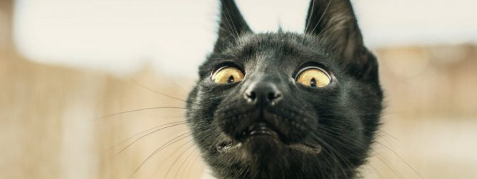 Все эти запахи отпугивают кошек и котов