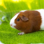 Все о морских свинках: советы для начинающих