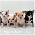 Все о зубах собаки чихуахуа, смена зубов, чистка, уход