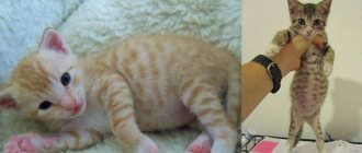 Вялость и слабость у кошек