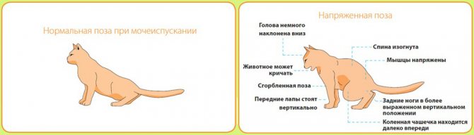 Вялость и слабость у кошек