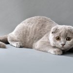Вязку лучше планировать на 3ю течку