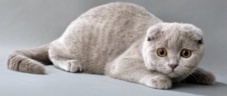 Вязку лучше планировать на 3ю течку