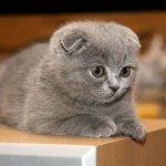 Выбор клички для шотландского вислоухого котенка