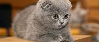 Выбор клички для шотландского вислоухого котенка