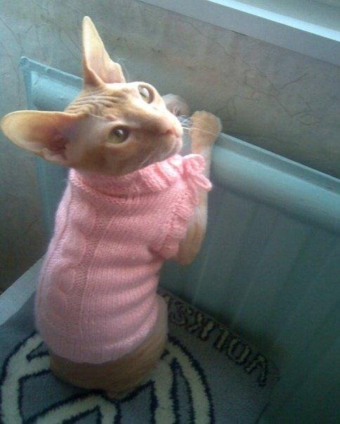 Выкройка одежды для кота