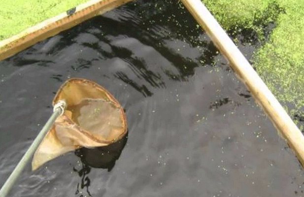 Вылавние из водойм