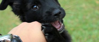 выпадают ли зубы у собак