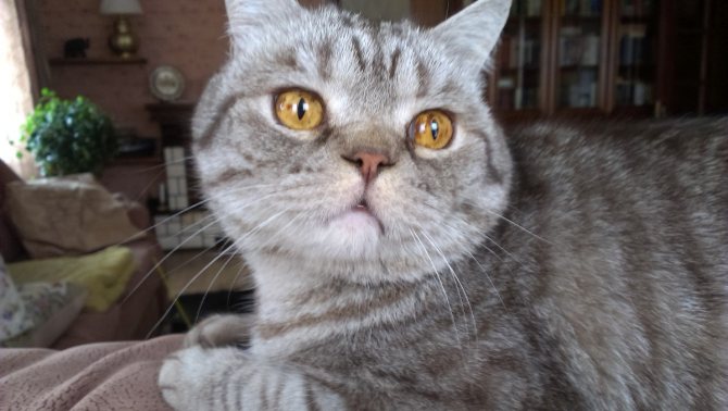 Вывих у кошки