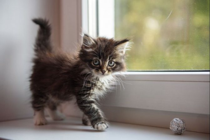 Вздутие живота у котенка