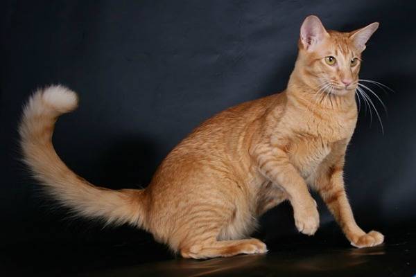 Яванская кошка