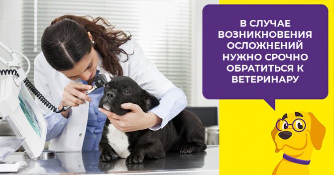 Зачем купировать уши собаке и в каком возрасте нужно это сделать