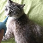 Зачем нужна клизма коту