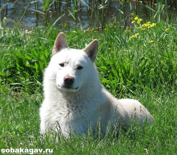 Западно-сибирская-лайка-собака-Описание-особенности-уход-и-цена-породы-10