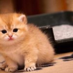 Запор у котенка - советы по решению проблемы