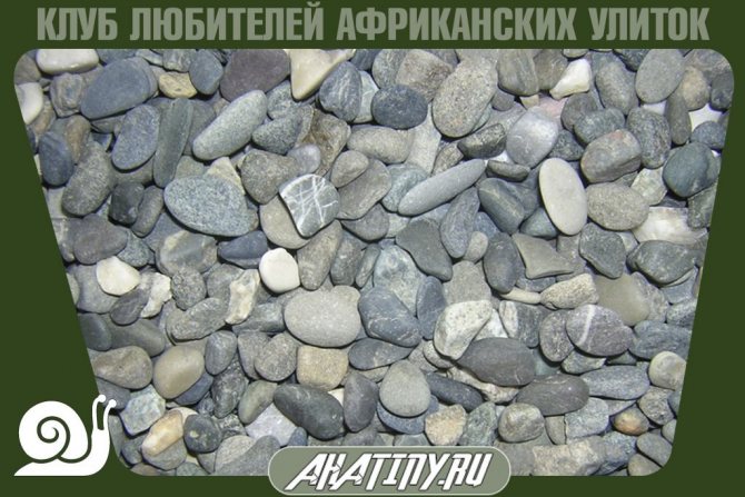 запрещенный грунт для улитки