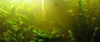 Зеленеет вода в аквариуме, что делать - причины и способы борьбы