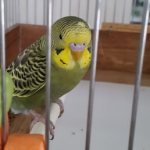 Зеленый волнистый попугай в клетке