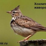 Жаворонок-птица-Образ-жизни-и-среда-обитания-жаворонка-1