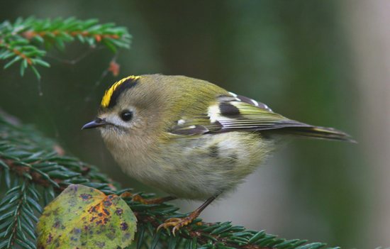 Желтоголовый королёк фото (Regulus regulus)